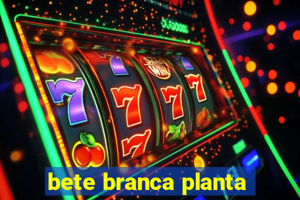 bete branca planta